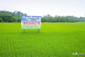 四川大竹：绿水青山带笑颜图片