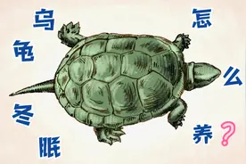 乌龟冬眠怎么养？分3个阶段去养，再也不用担心乌龟过冬了图片