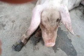 猪脑炎的症状及治疗，记住这两点，面对猪脑炎再也不烦恼图片