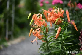超市买的食用百合，盛开在初夏的橙色花园 | 园丁图片