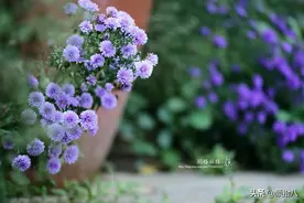 扶不起的荷兰菊，还是趴着好了｜园丁图片