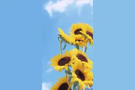 善良有尺，忍让有度图片