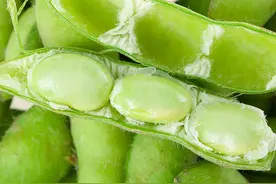 大棚早熟毛豆－夏丝瓜－越冬芹菜1年3熟高产高效栽培模式图片