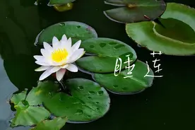 自然·植物观察笔记：路边果实累累的，都不好吃图片