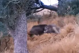 这头猪的牙，怎么戳了自己的脑门子？图片