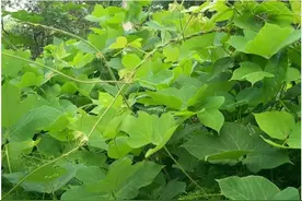 戳进来看看，土家人是如何用传统手工制作野生葛根粉。图片