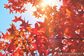 拍秋天，不是越鲜艳越好！原来“阳光”才是最关键的一环图片