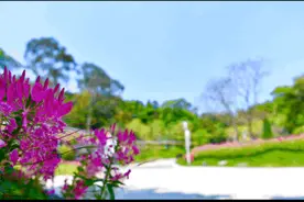 广州首条“空中云道”真容来了！你真的认识白云山？这里隐藏着一只“萌兽”图片
