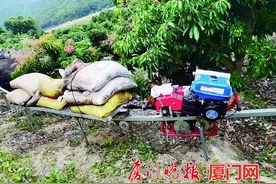 厦门果农用单轨运输车替代人工搬运，水果坐上了“过山车”图片