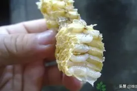 蜂王个头最大，为何生产蜂蛹要选择雄蜂？5个条件蜂王不如雄蜂图片