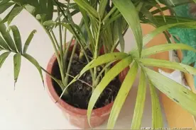 富贵椰子能扦插吗？图片