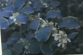 这味治疗关节的良药，传说曾治好老虎的腿疾！图片