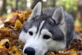 如果狗狗“甘愿”让你碰它这5个东西，说明它真的把你当主人了图片
