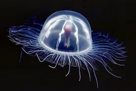 大海里的“永生”生物，或许是人类追求“永生”钥匙图片