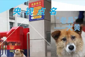 央视点名：一个在消防队站岗八年的老兵狗狗“大黄”图片
