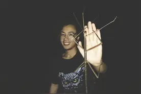 超大巨竹节虫在云南被发现 昆虫专家：或是国内首次发现图片