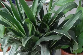 植物VS蚊子，数亿年前的战争，蚊子为什么放弃了植物选择了吸血？图片