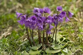 遇到5种野花野草，多挖点，正是移栽好时间图片