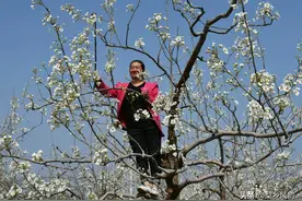山西隰县：“梨乡媳妇”笑迎“梨花节”图片