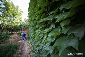 6旬大叔为遮阳墙角栽了4棵爬山虎，10年后却成了闹心事，啥情况图片