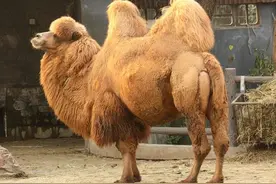 澳大利亚的骆驼，如何从珍贵资源变成野生“害虫”？图片