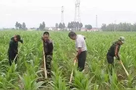 老人说“2021年是甲田四分，两人七锄，草籽十分”，咋回事？图片
