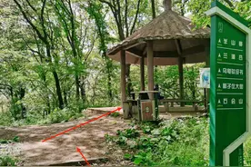 南京徒步线路推荐：老山东线攻略（林场站至老山森林公园）图片