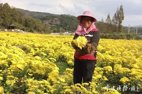 一朵菊花富了宁波这个村！村民也回来了，收入是打工的四五倍图片
