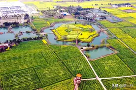 前方到站，2021湖北最美油菜花海图片
