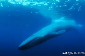 寻找网络最受欢迎的鲸鱼——“52赫兹鲸”图片
