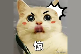 猫咪没有坏心思？看完10张图我窒息了图片