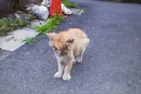 被虐待千疮百孔的猫咪 半年后奇迹般的复活 祈愿它重新爱上人类图片