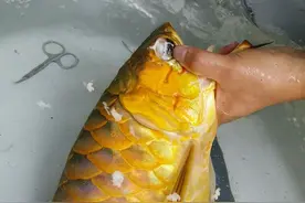 红龙鱼整容手术图片