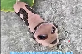 世界级珍稀蝶种幼虫现身武隆图片