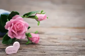 无缘留不住，有缘赶不走图片