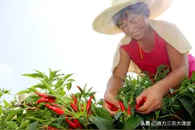 辣椒专用增产套餐，从移栽到膨果转色喷施三遍，抗病防病增产提质图片