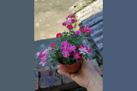 超微盆栽月季花—红莲，小小一株，却花繁色艳，周年开花不断图片