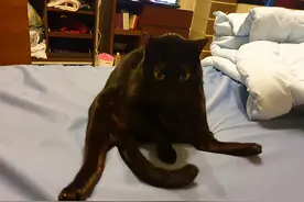 孕妈半夜被黑猫用力咬脸，痛醒后正准备发火，低头后觉得欣慰图片