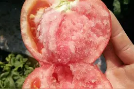 西红柿生吃和做熟吃的营养原来不一样！您平时喜欢生吃还是熟吃？图片