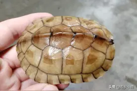 乌龟经过长途运输后，到买家手上，应该怎么处理？图片