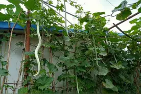 原产于印度，外形似白花蛇，果实一根8元，却很少人种植图片