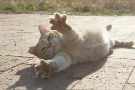 他拍下东京街头流浪猫玩耍的模样，照片吸引了近200万粉丝图片