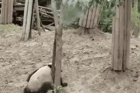 棒打鸳鸯是这意思么？图片