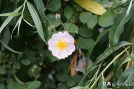 蔷薇花儿开引来蜜蜂采蜜来！图片