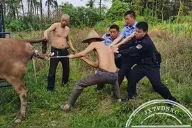 真正的“扯牛犊”！一群壮汉，合力帮难产的母牛生小牛图片