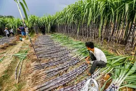 广西糖协发布食糖行业自律公约：稳定甘蔗收购市场图片