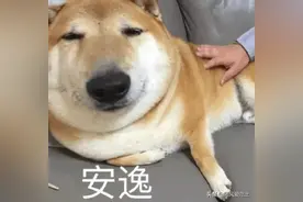 每日趣图：聊天表情包图片