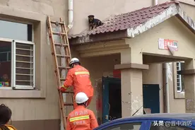这只被困在房顶的小二哈脾气有点大，消防员救它时有点小费劲图片