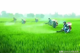 多效唑用法大汇总！简单实用，一看就懂！图片