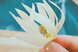 清迈民宿老板娘吐血整理生活在泰国的八大技能图片